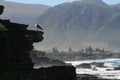 Seagull enjoying the view of Hermanus Royalty Free Stock Photo