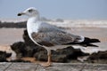 Seagull