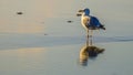 A Seagull in the Evening Sun Royalty Free Stock Photo