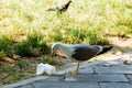 Seagull examining litter on park pathway with grass background Royalty Free Stock Photo