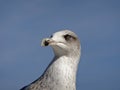 Seagull eye