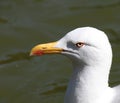 SEAGULL EYE ORANGE WILD GREEN