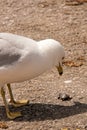 Seagull eyeing a snack Royalty Free Stock Photo