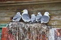 Seagull family - Black-legged Kittiwake Royalty Free Stock Photo