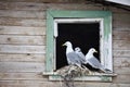 Seagull family - Black-legged Kittiwake Royalty Free Stock Photo