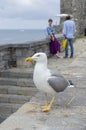 Seagull fashion in a marine Place