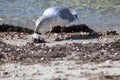 seagull feast on dead fish washed ashore at Megansett Beach Falmouth, Ma
