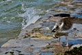 A seagull feasting by the beach