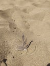 a seagull feather on the beach sand Royalty Free Stock Photo