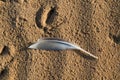 Seagull feather on the sand of a beach Royalty Free Stock Photo
