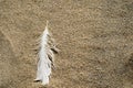 Seagull feather on sand beach Royalty Free Stock Photo