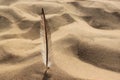 Seagull feather on a sand doug background