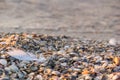 Seagull feather on the seashore which is covered shells on the sand after the storm Royalty Free Stock Photo