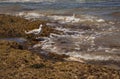 Seagull feeding on algae in the open ocean Royalty Free Stock Photo