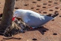 Seagull feeding chick Royalty Free Stock Photo