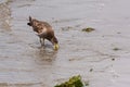 Seagull feeding on a clam, Paracas, Peru. Royalty Free Stock Photo