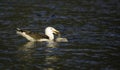 Seagull feeding on a duck Royalty Free Stock Photo