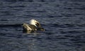 Seagull Feeding On A Duck Royalty Free Stock Photo