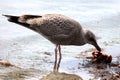 Seagull feeding on fish remains Royalty Free Stock Photo