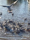 Seagull feeding frenzy on the river Royalty Free Stock Photo