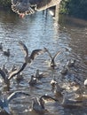 Seagull feeding frenzy on the river Royalty Free Stock Photo