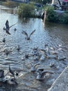 Seagull feeding frenzy on the river Royalty Free Stock Photo