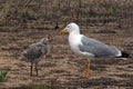 Seagull feeding its chick Royalty Free Stock Photo