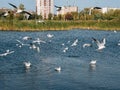 Seagull feeding at park on the city lake. Birdwatching at autumn time Royalty Free Stock Photo