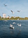 Seagull feeding at park on the city lake. Birdwatching at autumn time Royalty Free Stock Photo