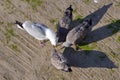 Gull Feeding Chicks