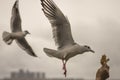 Seagull feeding time 7 Royalty Free Stock Photo