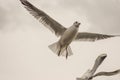 Seagull feeding time 13 Royalty Free Stock Photo