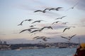 Seagull feeding - Very friendly seagull takes bagel from people`s hand - Istanbul Royalty Free Stock Photo