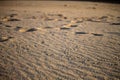 Seagull Feet Marks in the Sand