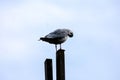 seagull on a fence cleaning feathers Royalty Free Stock Photo