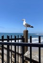 Seagull fence Pacific ocean California Royalty Free Stock Photo