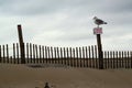 A seagull on a Fence Post at the Beach Royalty Free Stock Photo