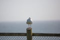 Seagull on fence post Royalty Free Stock Photo