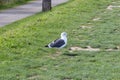 Seagull in a field Royalty Free Stock Photo