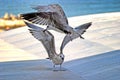 Two seagulls fighting for territory Royalty Free Stock Photo