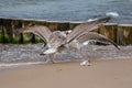 Seagull fight for fish head Royalty Free Stock Photo