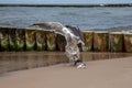 Seagull fight for fish head Royalty Free Stock Photo