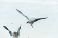 Seagull fight Royalty Free Stock Photo