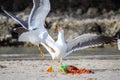 seagull fighting for food on the beach of Balandra, Baja California Sur