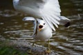 Seagull fighting and screaming Royalty Free Stock Photo