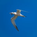 Seagull with fish