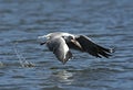 Seagull with fish Royalty Free Stock Photo