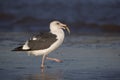 Seagull With a Fish