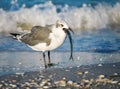 Seagull with Fish by Waves on Beach