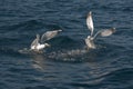 Seagull fishing